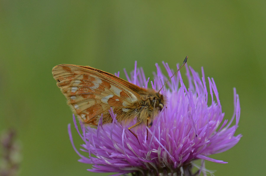 Boloria pales ?